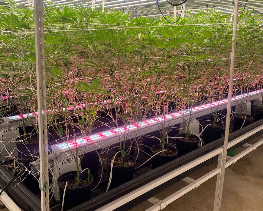 Craft Farmer V3 Undercanopy Lights installed beneath plants to boost lower canopy yield with deep red LED spectrum.
