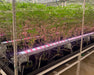 Craft Farmer V3 Undercanopy Lights installed beneath plants to boost lower canopy yield with deep red LED spectrum.