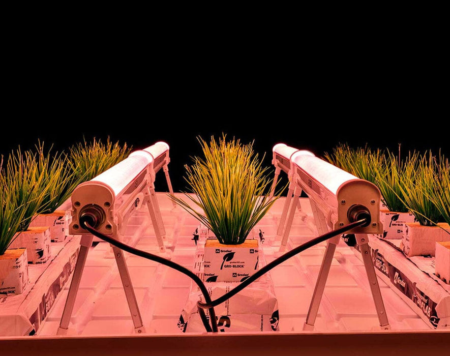 Wide-angle view showing Faven under canopy lighting setup illuminating dense lower foliage.