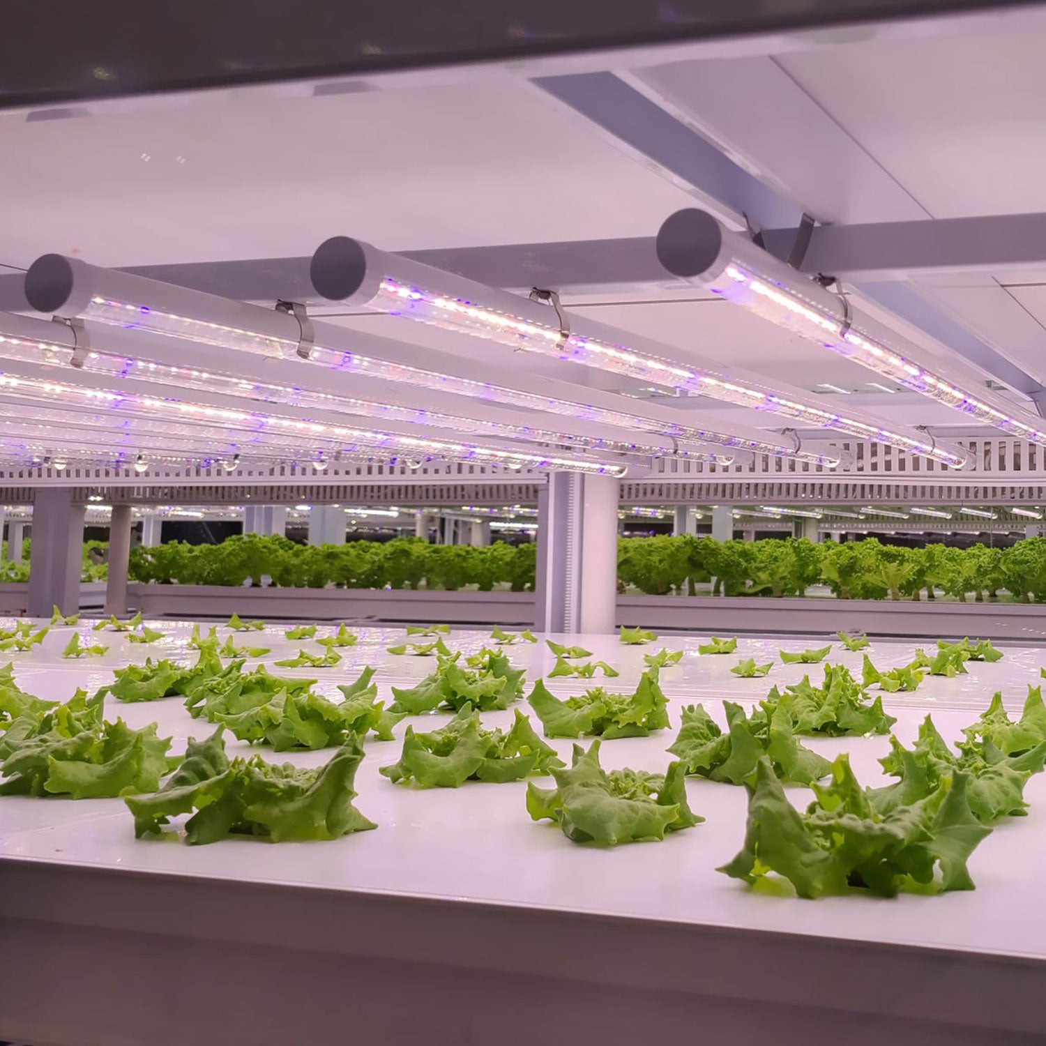 Indoor hydroponic lettuce farm with LED lighting.