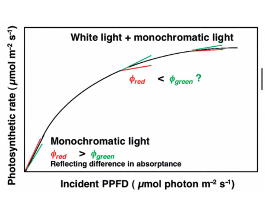 Chart illustrating enhanced photosynthesis with white + green light over red-only lighting at equal PPFD levels.