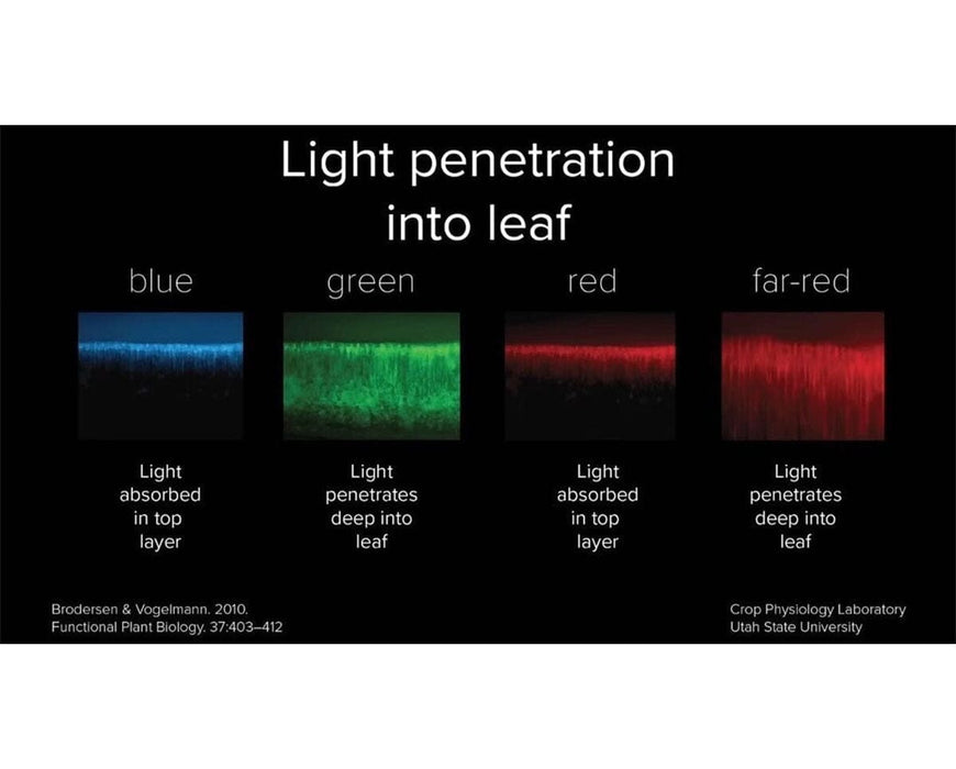 Light penetration diagram showing how blue, green, red, and far-red wavelengths interact with leaf layers.