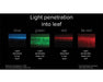 Light penetration diagram showing how blue, green, red, and far-red wavelengths interact with leaf layers.