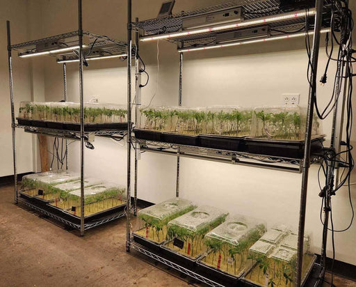 Side view of metal shelving with Nova Sun 100W LED grow lights used for clone propagation in controlled environment.