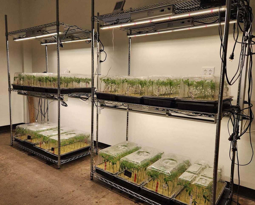 Side view of metal shelving with Nova Sun 100W LED grow lights used for clone propagation in controlled environment.