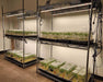 Side view of metal shelving with Nova Sun 100W LED grow lights used for clone propagation in controlled environment.