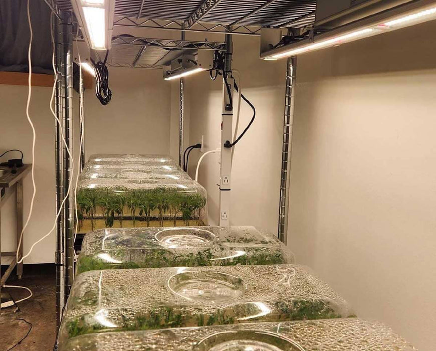 Propagation room using Nova Sun 100W grow lights over clone trays with humidity domes for early-stage growth.
