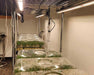 Propagation room using Nova Sun 100W grow lights over clone trays with humidity domes for early-stage growth.