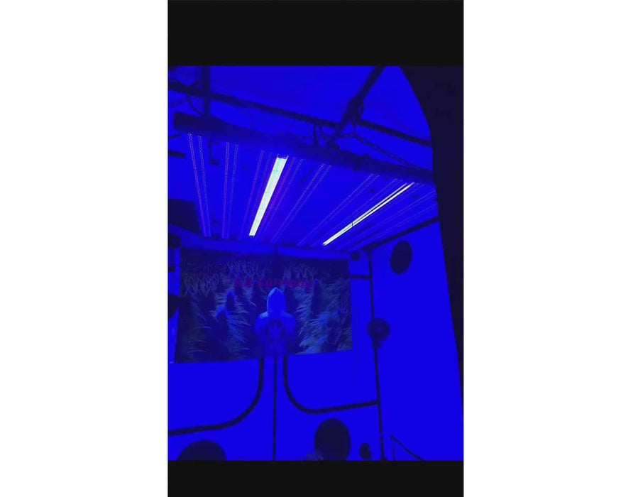 Mammoth UV bars installed in a grow tent, emitting strong ultraviolet light over a flowering canopy.