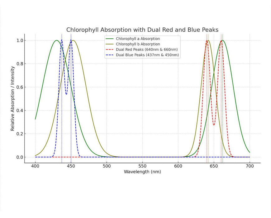 Chart showing chlorophyll absorption matched to Mammoth dual red and triple blue spectrum peaks for veg growth.