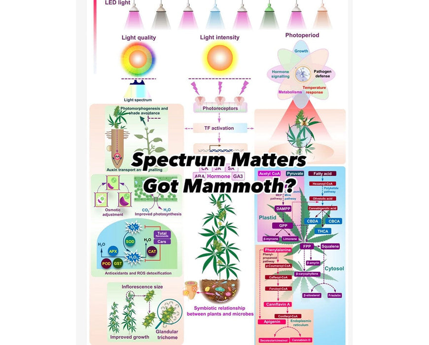 Diagram showing how Mammoth Nova Sun Veg + Mom spectrum improves plant growth, photoreceptors and metabolism.