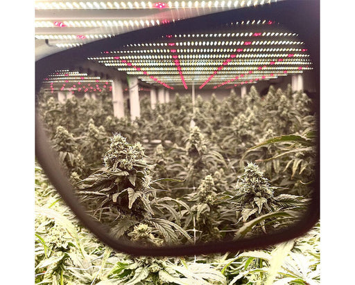 View through Method Seven FX2 lens showing color corrected LED grow lights and clear plant visibility in grow room.