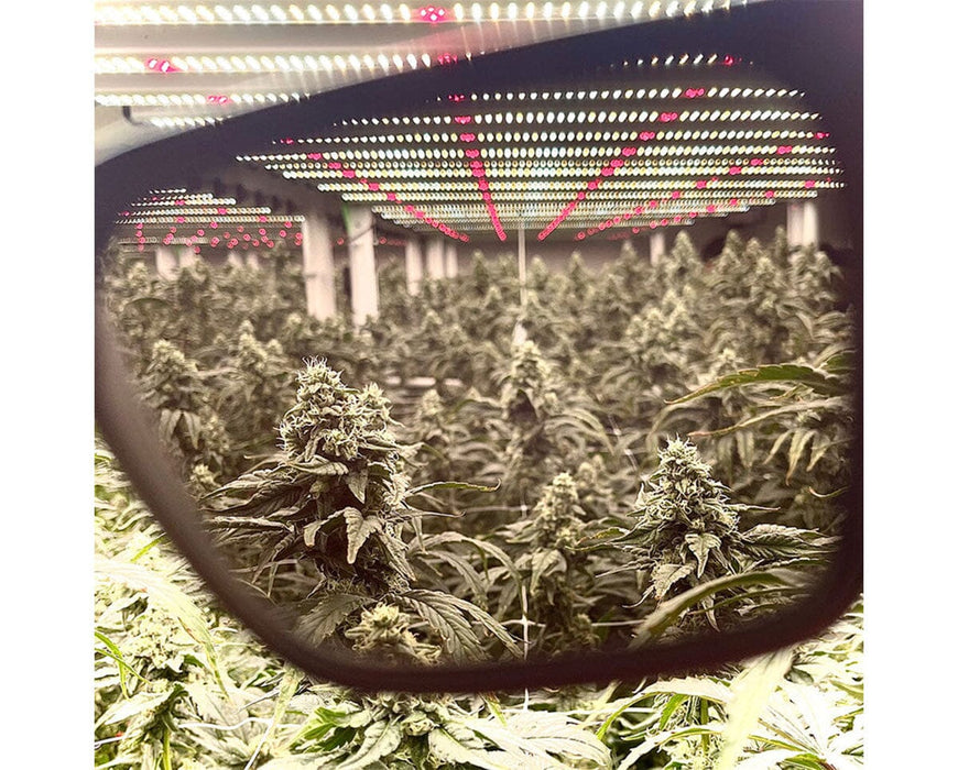 View through Method Seven FX2 lens showing color corrected LED grow lights and clear plant visibility in grow room.