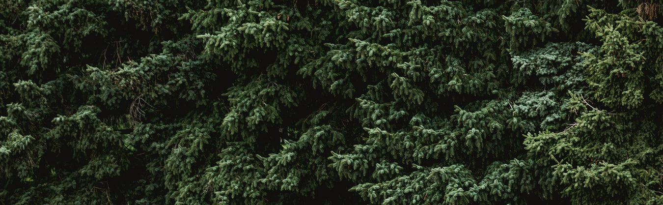 Close-up of a dense evergreen tree with dark green needles.