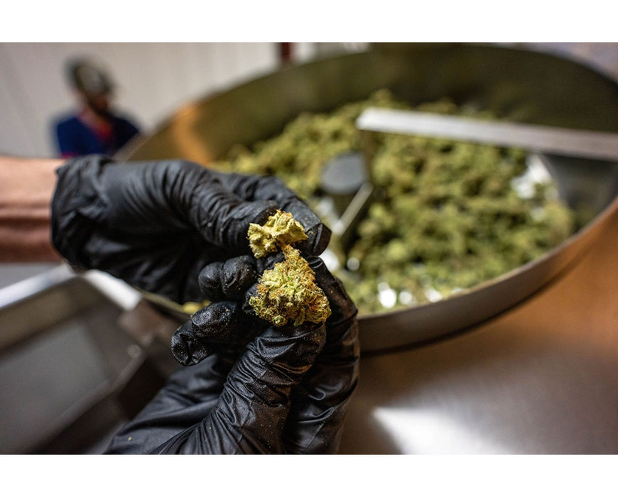 Cannabis buds moving through the GreenBroz N-Line sorting conveyor, separating product into different size categories.