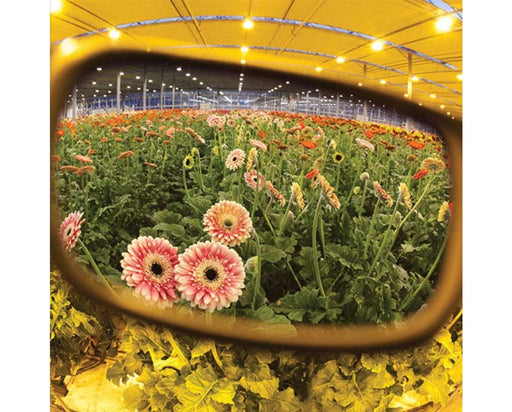 View through Method Seven HPS transition lenses showing clear, natural colors of flowers under HPS grow lights.