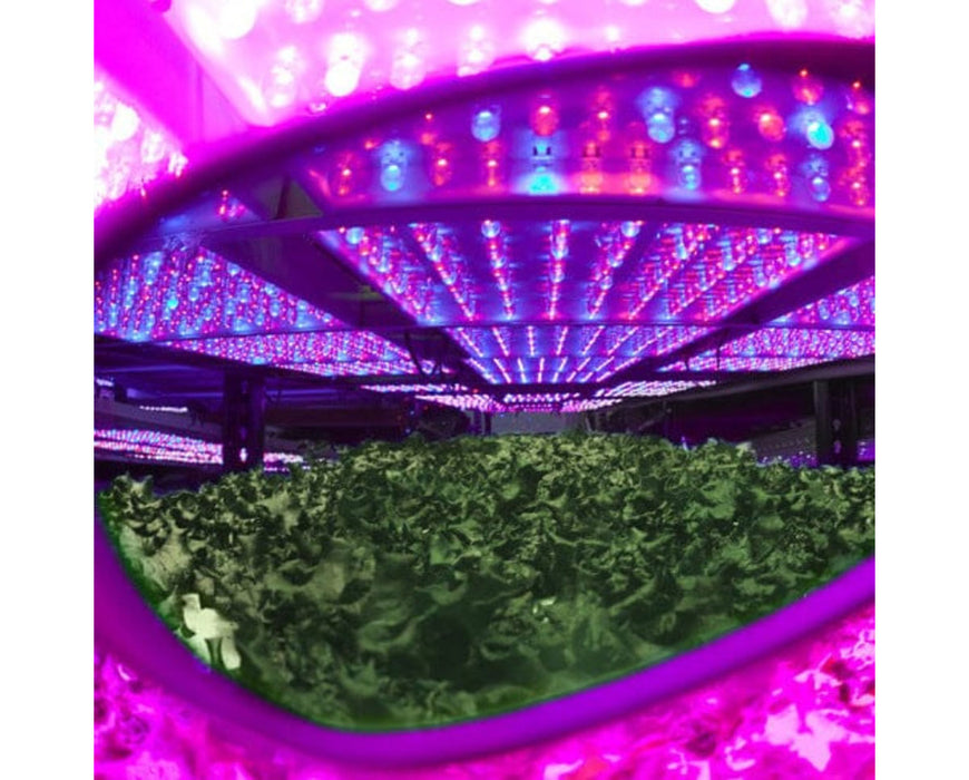 View through Method Seven LED glasses showing enhanced clarity of green plants under intense pink blurple LED grow lights.